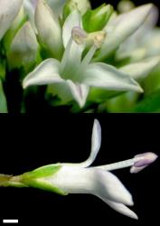 Veronica scopulorum. Flowers. Scale = 1 mm.
 Image: W.M. Malcolm © Te Papa CC-BY-NC 3.0 NZ